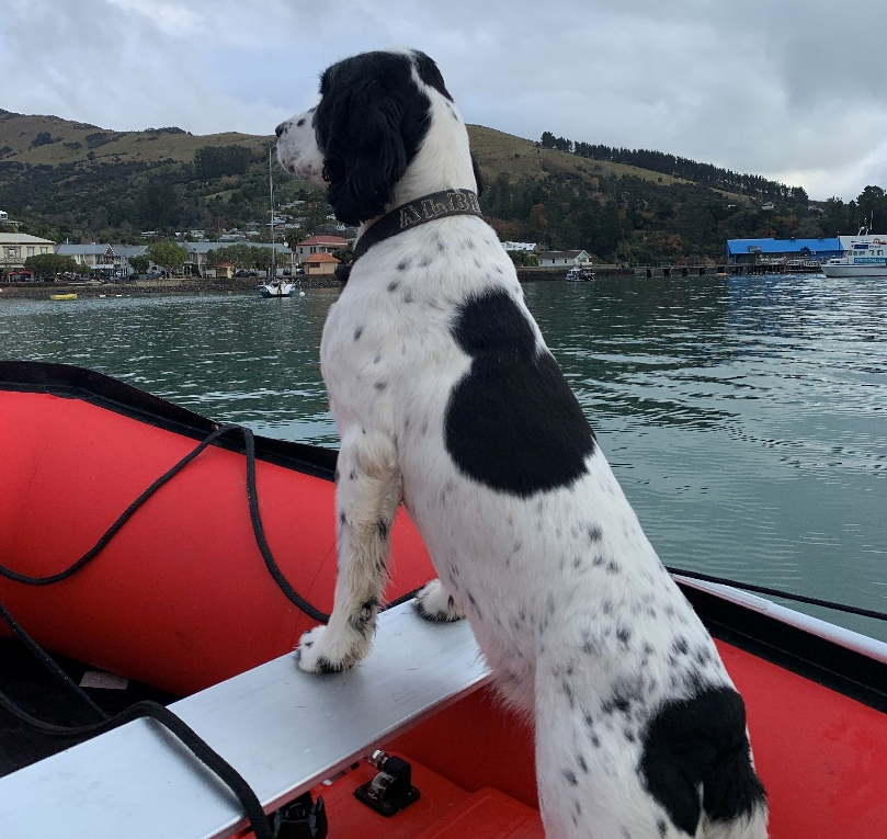 How Akaroa Dolphins Uses Rockboats for Work, Rescue and Adventure
